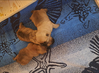 Bildschirmfoto 2026 02 17 um 14.16.46