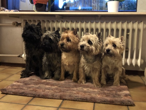 Cairn Terriers